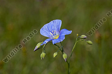 Österreichischer Lein