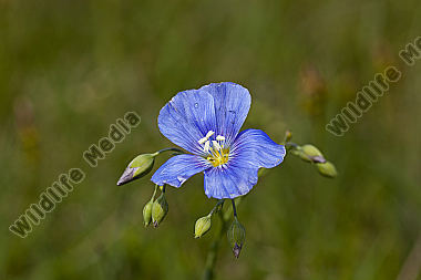 Österreichischer Lein