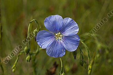 Österreichischer Lein