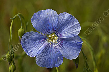 Österreichischer Lein
