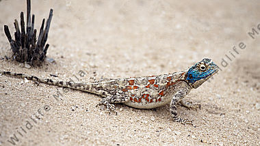 Agama aculeata
