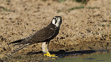 Lannerfalke