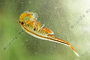 Feenkrebs