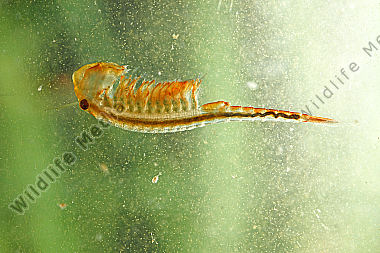 Feenkrebs