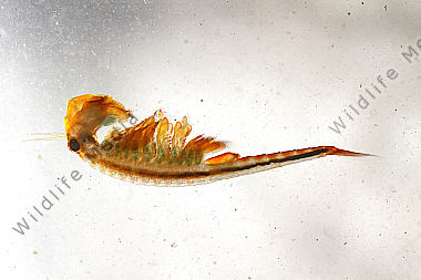 Feenkrebs