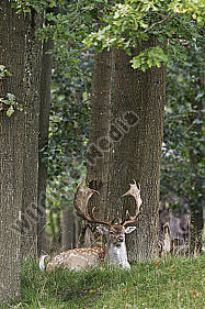 Damhirsch