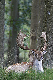 Damhirsch