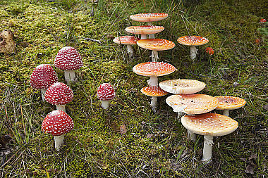 Fliegenpilz