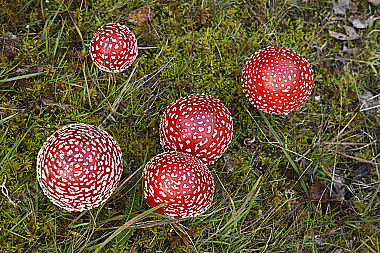 Fliegenpilz