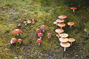 Fliegenpilz