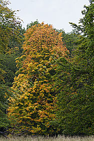 Kastanienbaum - Herbstverfärbung