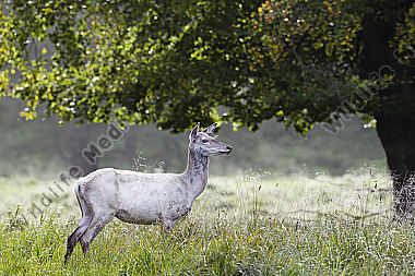 Weiße Hirschkuh