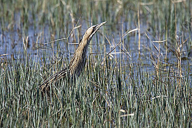 Grosse Rohrdommel