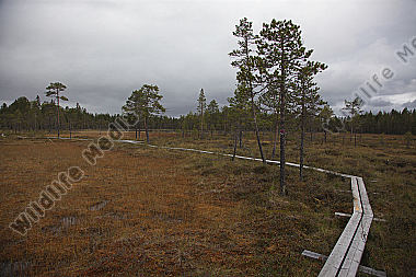 Moorlandschaft