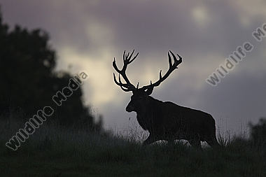 Rothirsch Silhouette