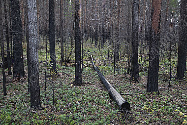 Waldbrand