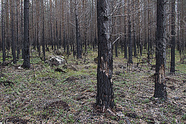 Waldbrand