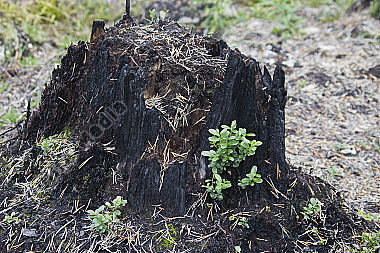 Waldbrand