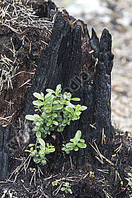 Waldbrand