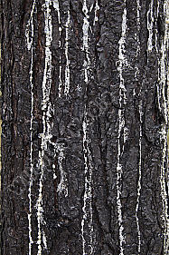 Waldbrand