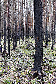 Waldbrand