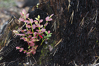 Waldbrand