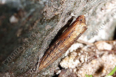 Osterluzeifalter Puppe