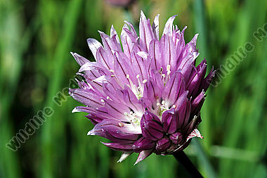 Schnittlauch Blüte