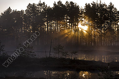 Moorsee