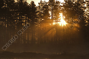Moorsee