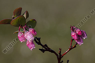 Rauschbeere - Blüte