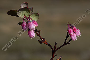Rauschbeere - Blüte