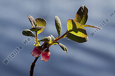 Rauschbeere - Blüte