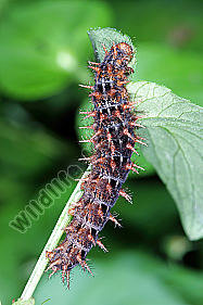 Feuriger Perlmuttfalter Raupe