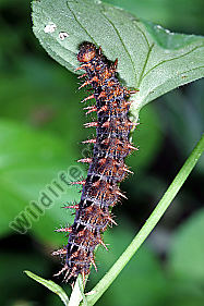 Feuriger Perlmuttfalter Raupe
