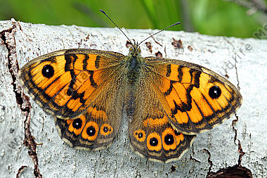 Mauerfuchs