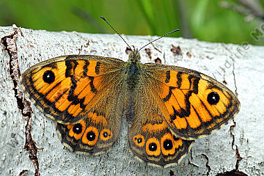 Mauerfuchs