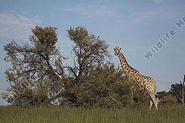 Giraffe in ihrem Lebensraum