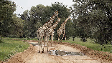 Giraffen