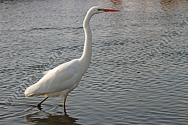 Silberreiher