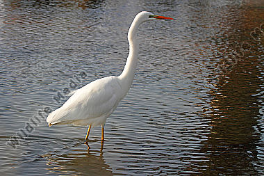 Silberreiher