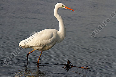 Silberreiher