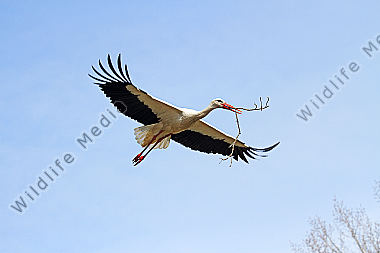 Weißstorch im Flug mit Nistmaterial