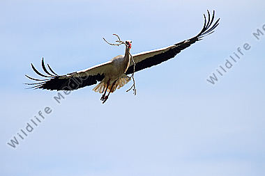 Weißstorch im Flug mit Nistmaterial