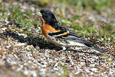 Bergfink Männchen