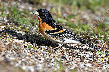 Bergfink Männchen
