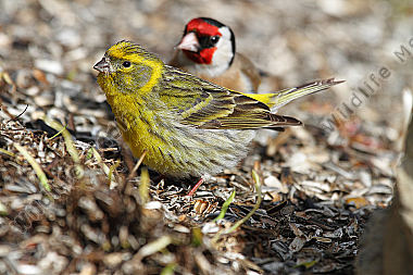 Girlitz Männchen