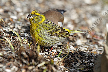 Girlitz Männchen