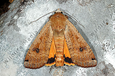 Hausmutter