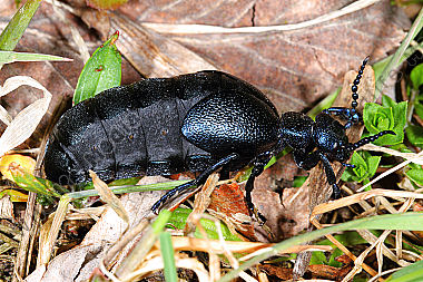 Violetter Maiwurm